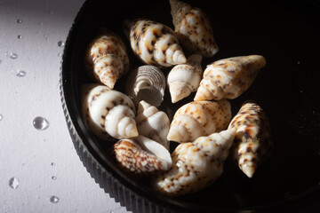 sea shells in a cup