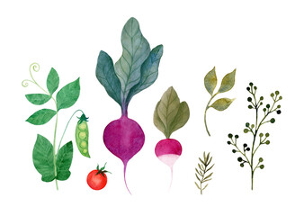 Watercolor vegetables and herbs collection: beet, radish, green peas, cherry tomato. Hand-drawn harvest set isolated on a white background. Cute vegan menu illustration. Fresh kitchen print design © flaxlynx