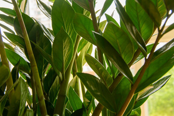 Beautiful home plant Zamioculcas Zamiifolia. Green branches of Zamiokulkas. Closeup