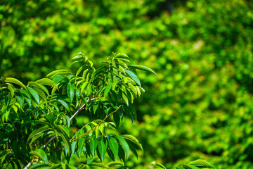 サワグルミの果穂　実