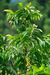 サワグルミの果穂　実