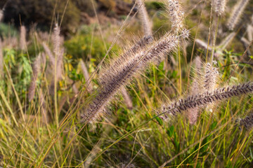 Fountain grass plant (Pennisetum setaceum) background or web design. Detail of ripening seeds.
