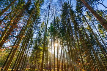Fototapeta na wymiar Sonnenstrahl durch die Bäume in einem Wald in der Schweiz