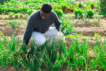 Afro american man gardener picking green onion at a garden on a warm spring day