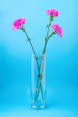 Naklejka na ściany i meble Three pink carnations in a glass vase on a blue background