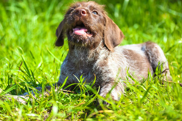 A beautiful brown deutsch drahthaar puppy with open mouth and tongue out is feeling thirsty on a...