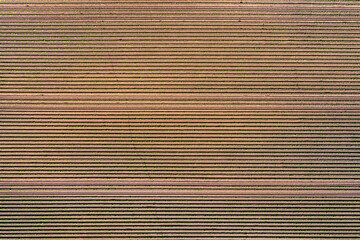Aerial view of potato field in spring with young small green leaves of potato plants, geometric...