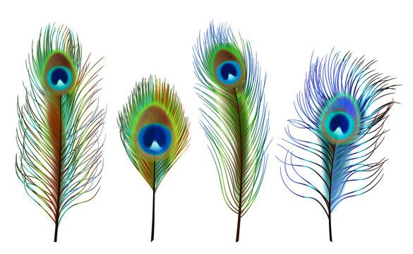 Peacock feathers. Exotic tropical birds beautiful colored feathers decent vector realistic collection