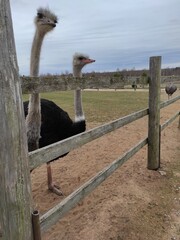 an ostrich stands behind a fence on the ground