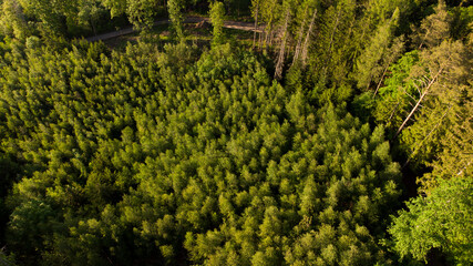 Gr&uuml;ner Mischwald in Oberfranken