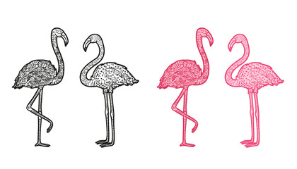 Flamingos. Hand drawn line birds. Freehand art. Different color options