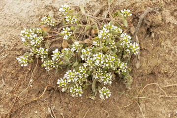 végétation sur un sol sablonneux de la Baie d'Authie