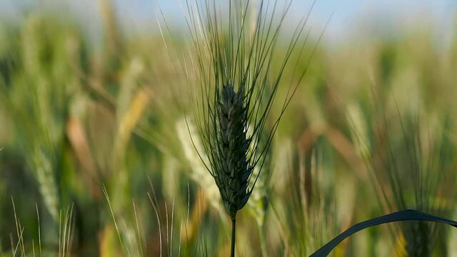 Campo de trigo movi&eacute;ndose por el trigo 