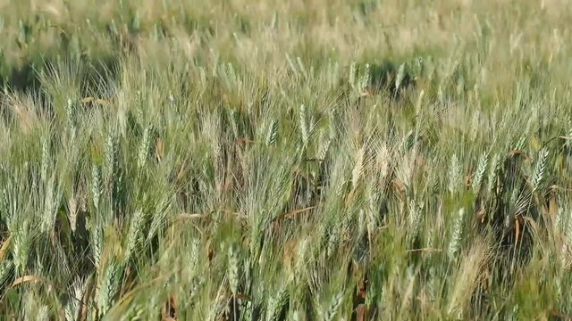 campo de trigo movi&eacute;ndose por el viento