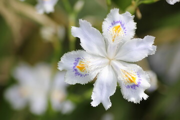 シャガの花