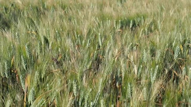 Campo de trigo a c&aacute;mara lenta con le viento 