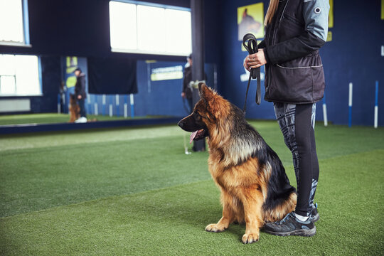 Beautiful adult dog and her handler in the obedience school