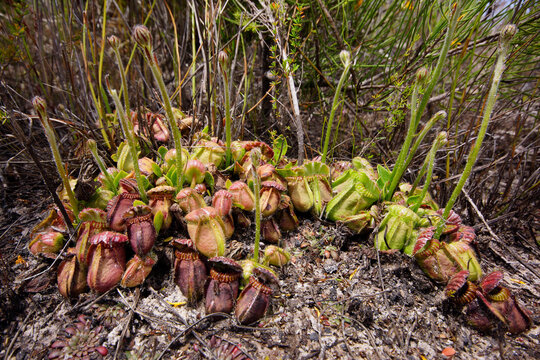 Large group of Cephalotus follicularis, the Western Australian pitcher plant, in natural habitat with flower stalks