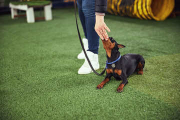 Professional instructor gently holding the puppy mouth shut