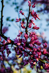 pink cherry blossom