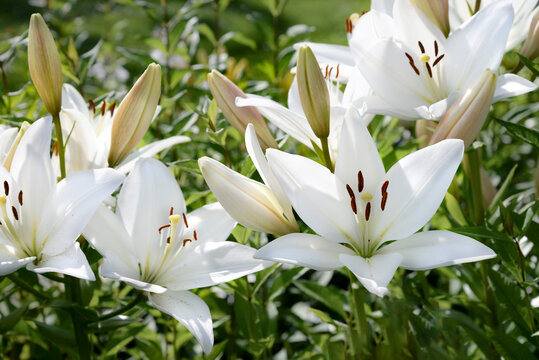 white lily flowers in the garden