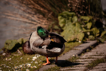 duck washing itself on the grass