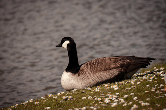 Goose on the grass by the water