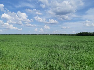 Green field of rye in spring