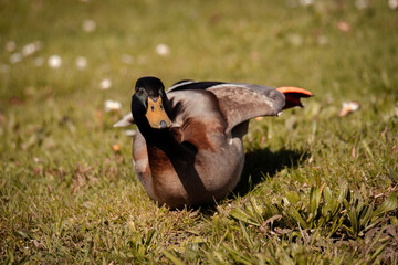 silly duck in the grass