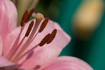 close up of pink lily