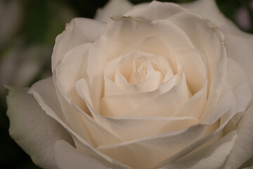 white rose closeup