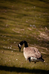 Lonely goose on a walk in the grass