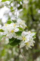 flowers on the branches of an apple tree