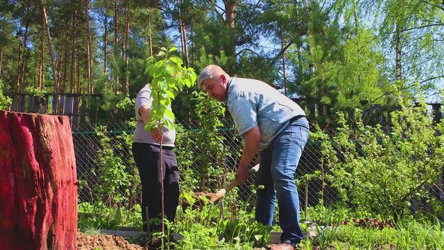 The boy holds a seedling with his hand, the father covers the roots with earth. Dad and son are planting a fruit tree. Father's day holiday concept. At the dacha on a bright sunny day in summer.