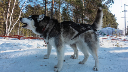 Siberian huskies are harnessed, standing on a snowy road. The black and white dog opened its mouth, lifted its tail. The red ropes are taut. Background - winter forest. Yurt in the distance. Siberia