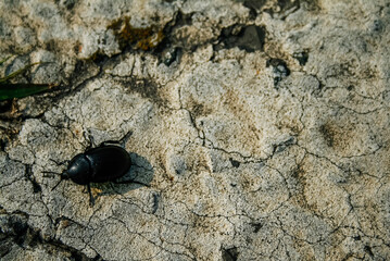 stag beetle on the ground