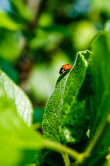 ladybug on leaf © Taddeo