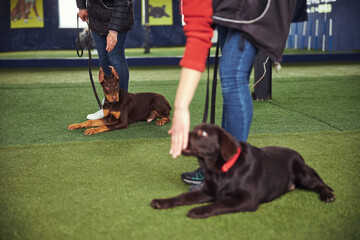 Two handlers working with puppies in the obedience school