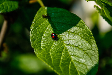 ladybug on leaf