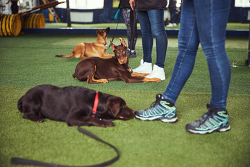 Three dogs being trained by professional handlers