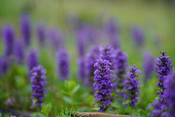 Lupinus, commonly known as lupin, lupine