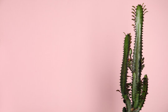 Beautiful cactus on pink background, space for text