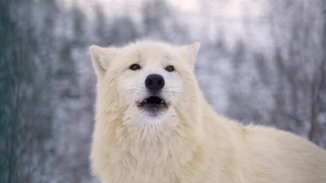 portrait of white arctic wolf against background of a winter forest. sound of howling wolf