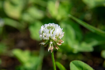 white flowers of a grass