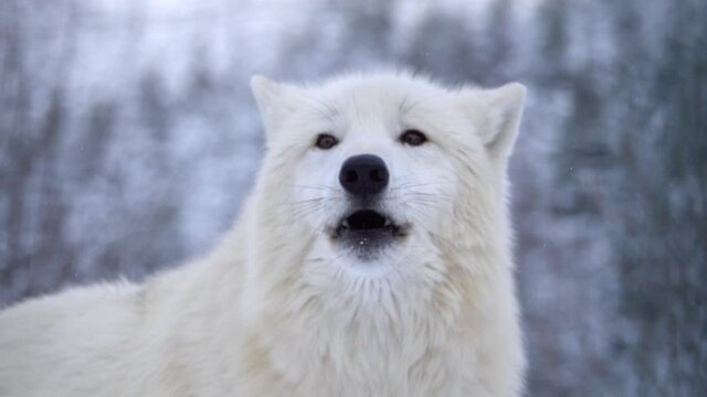 portrait of white arctic wolf against background of a winter forest. sound of howling wolf