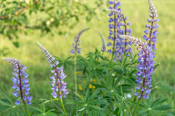 Pink roses in the morning light garden on blur background. on day noon light.