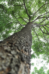 Image of green big tree in the forest. Vertical view.