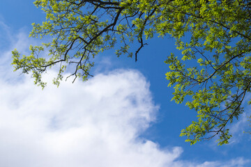 Branches of a tree with young green foliage against a blue sky and beautiful white clouds. Bottom...