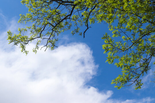 Branches of a tree with young green foliage against a blue sky and beautiful white clouds. Bottom view