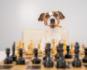 Smart dog jack russell terrier in glasses plays chess and holds a queen in his mouth on a white...